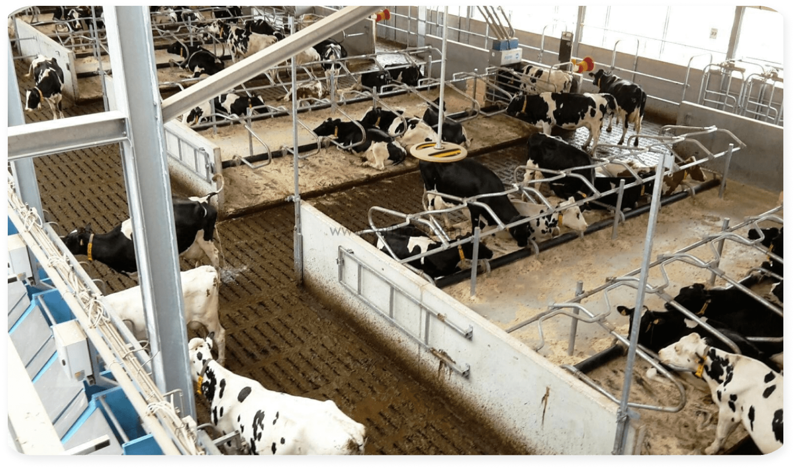 Cows Detection Dataset